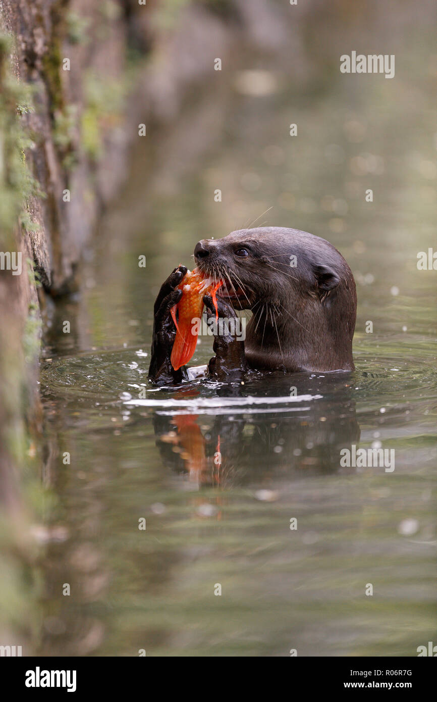 Smooth Coated Otter eating a carp in Singapore Botanic Gardens Stock Photo