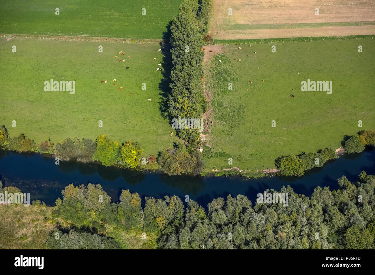 Aerial view, pasture and group of trees in the Lippeauen, Uentrop, cow pasture, cows, Lütke Uentrop, Hamm, Ruhr area, North Rhine-Westphalia, Germany, Stock Photo