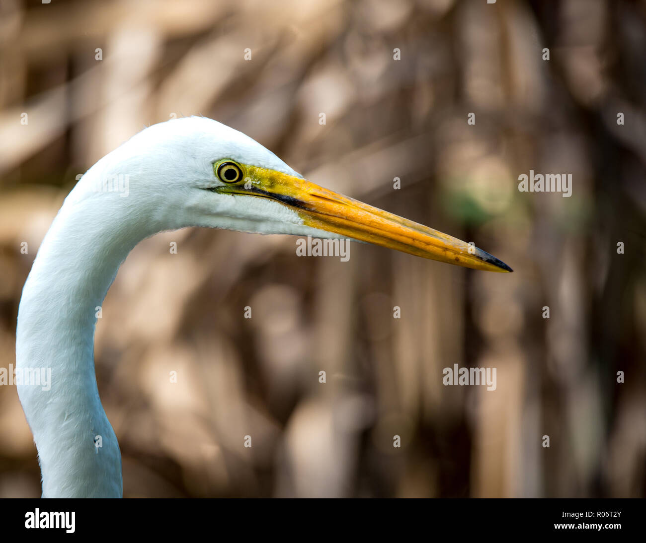 Close up profile of a white heron with yellow beak Stock Photo