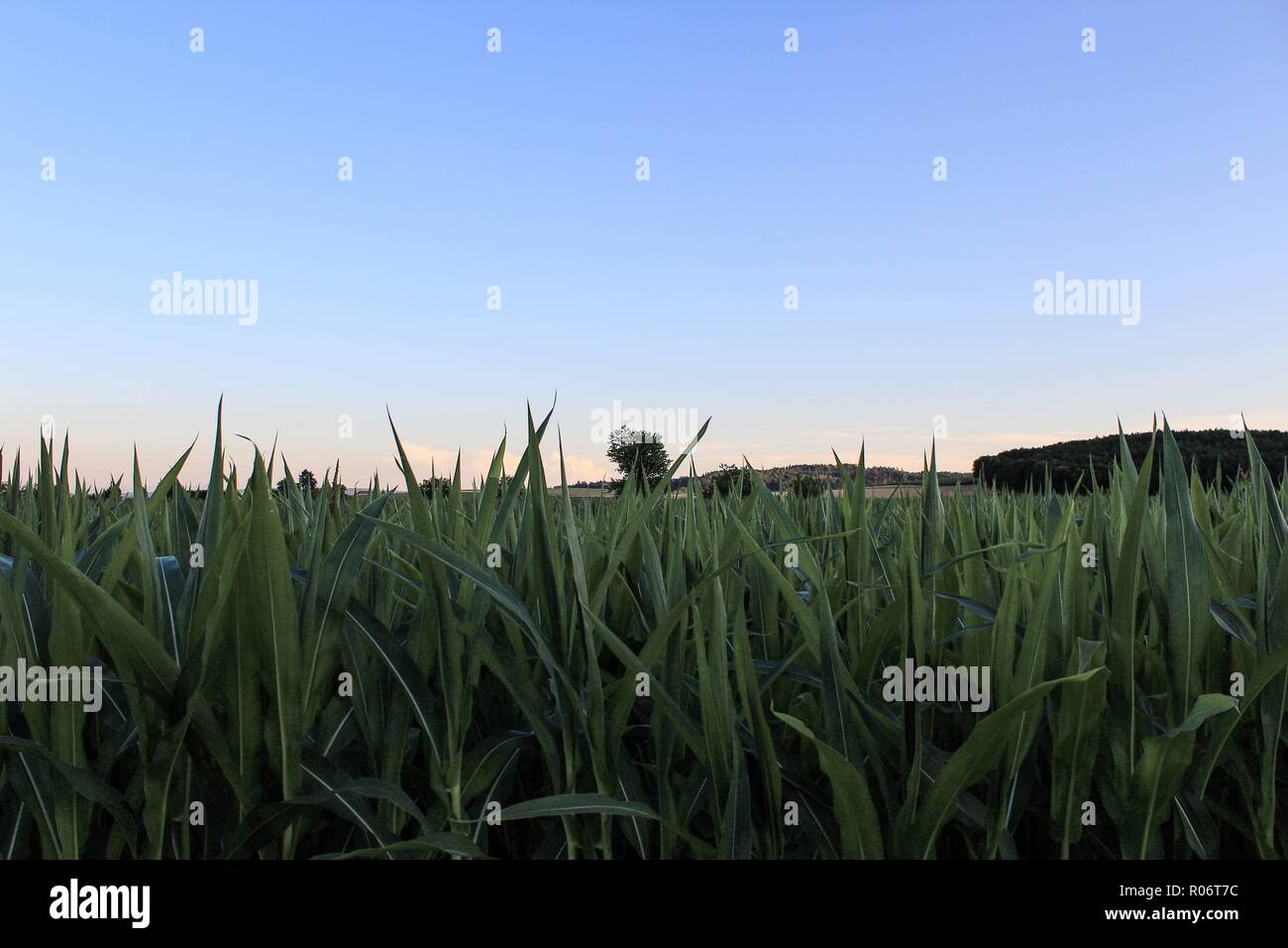 agricultural scenery with field and lone tree Stock Photo - Alamy