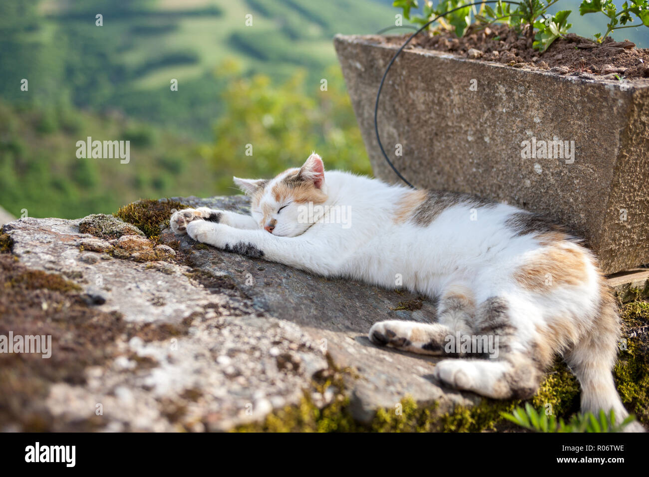 Sleeping white and brown cat sleeping on an old stone wall Stock Photo ...