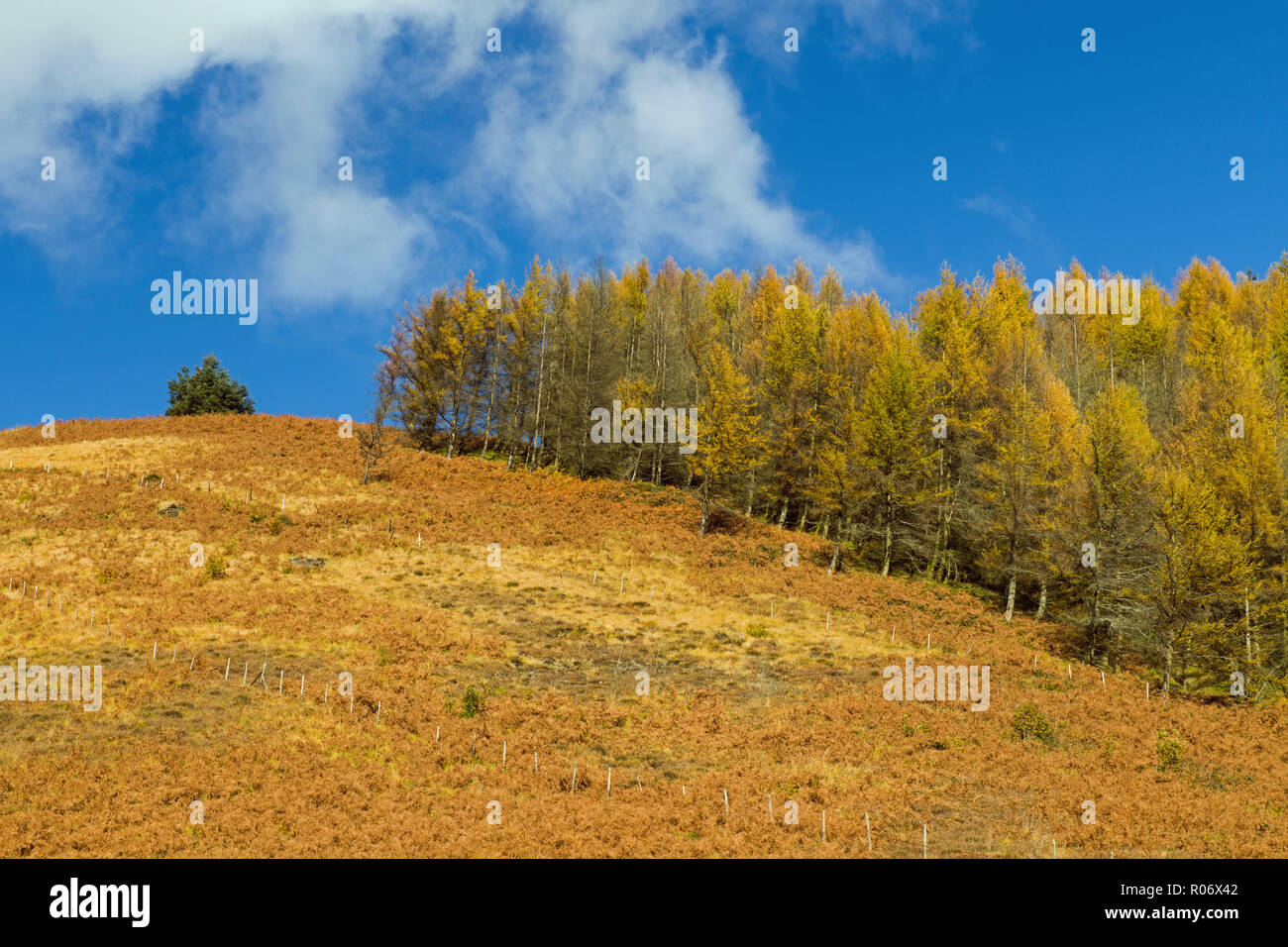 Larch Trees growing up a Hill at Clydach Vale Rhondda South Wales Stock Photo