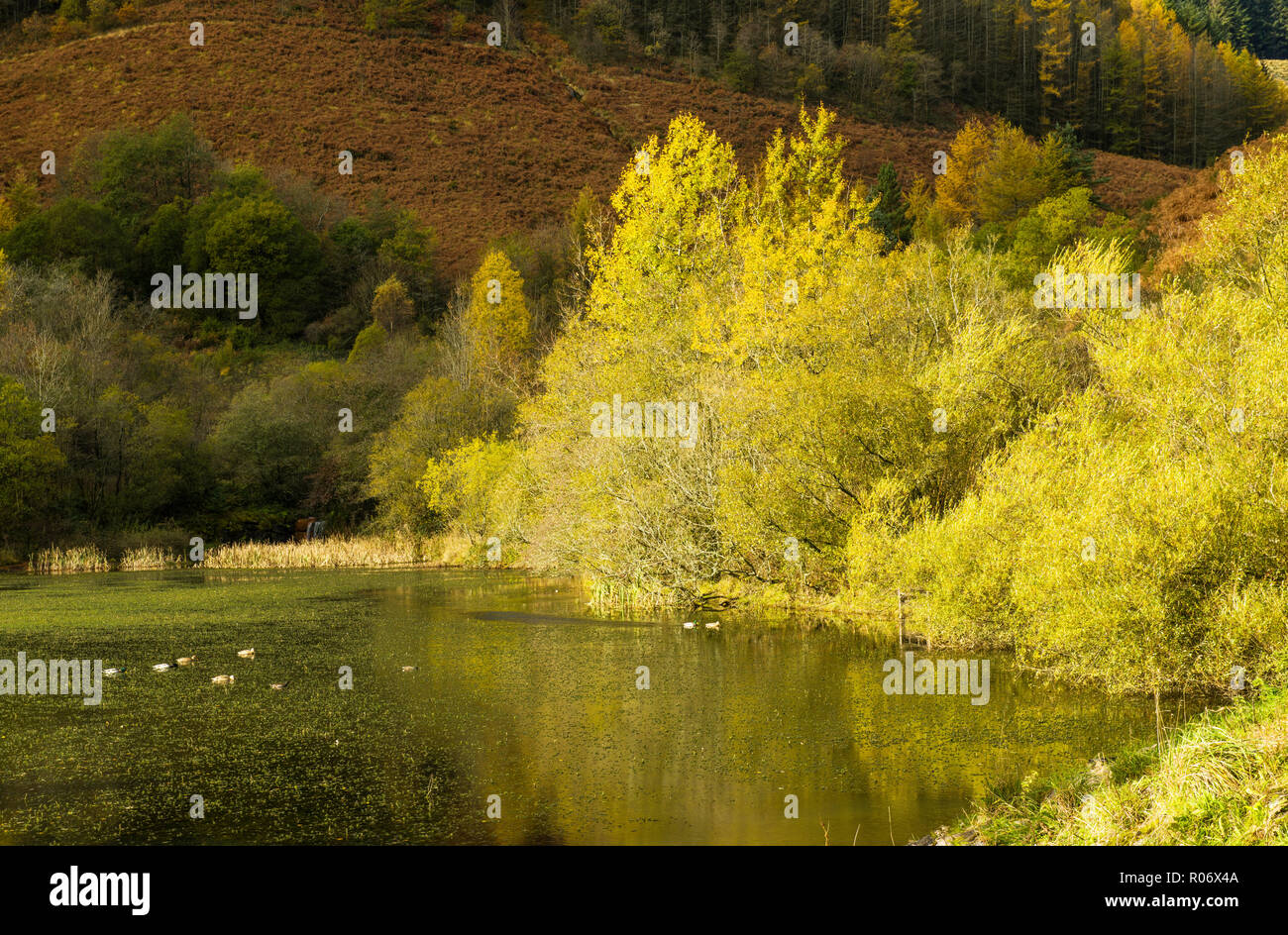 The Upper Pond Clydach Vale Autumn Rhondda Valley South Wales Stock