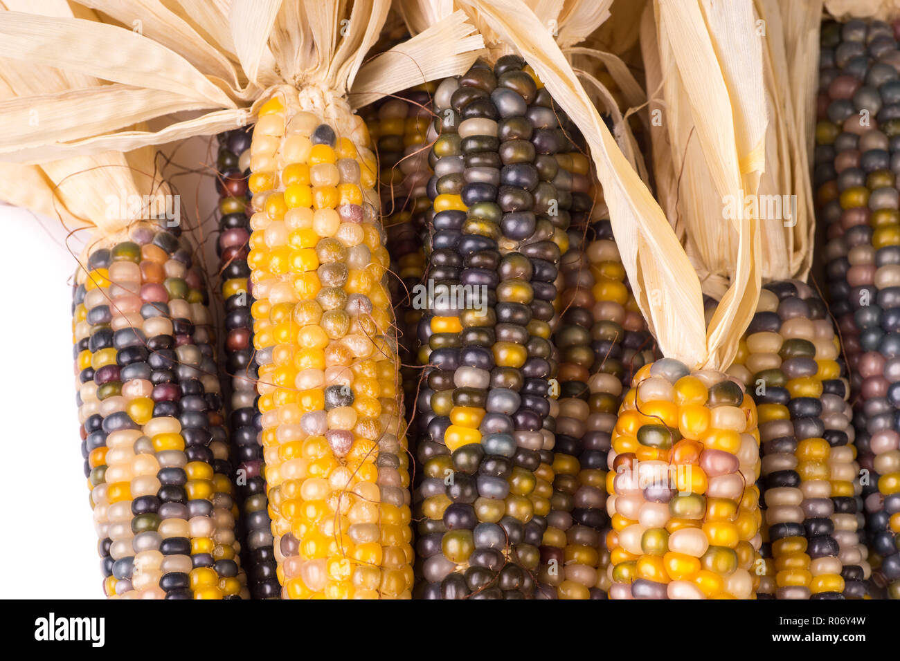 bunch of organic dried multicolored corn on the cob ready to pop popcorn or make grit isolated