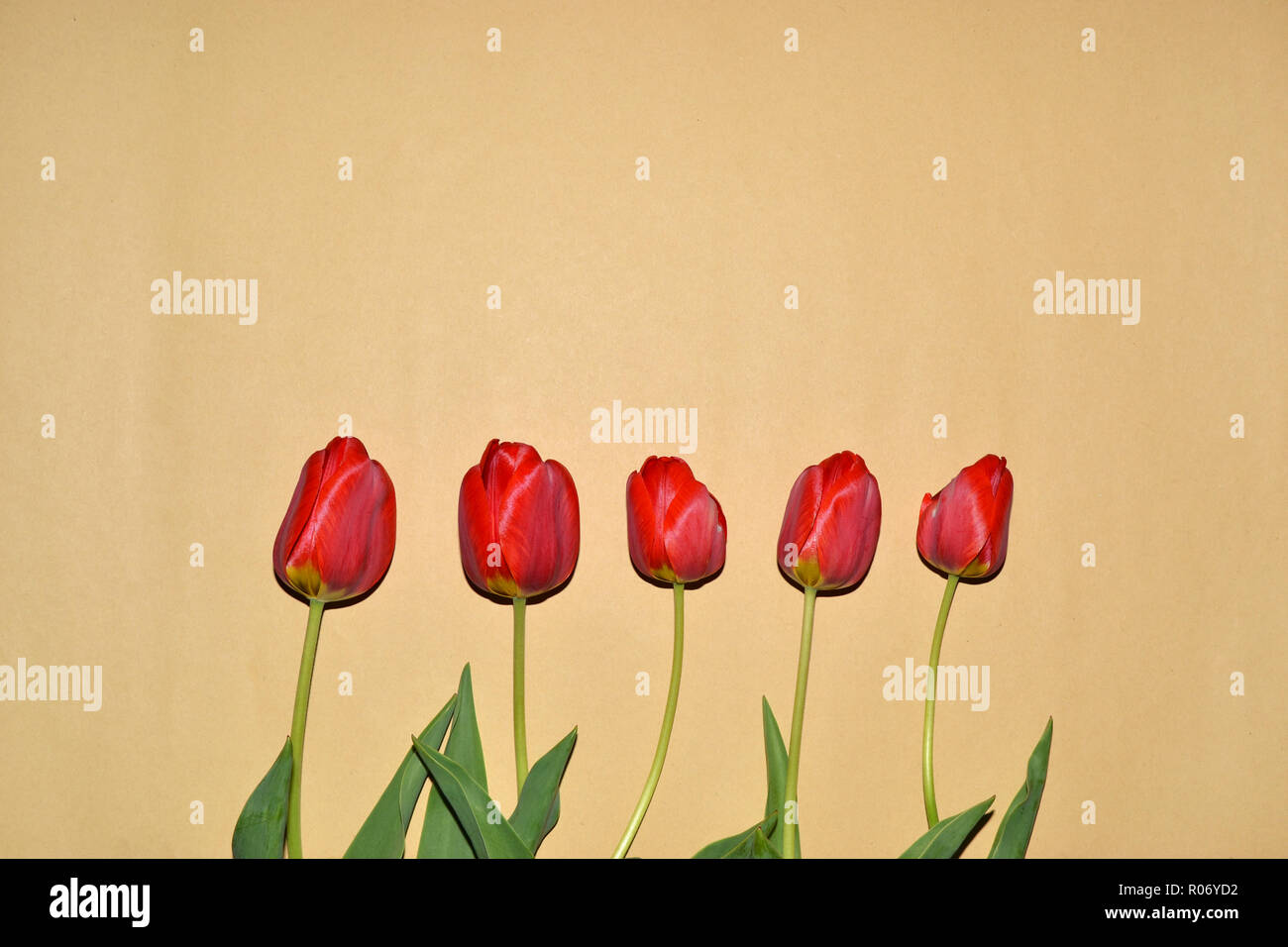 Flowers tulips on brown surface. A place for notes or embed images. Stock Photo