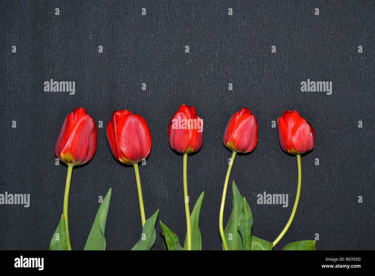 Flowers tulips on dark surface. A place for notes or embed images. Stock Photo