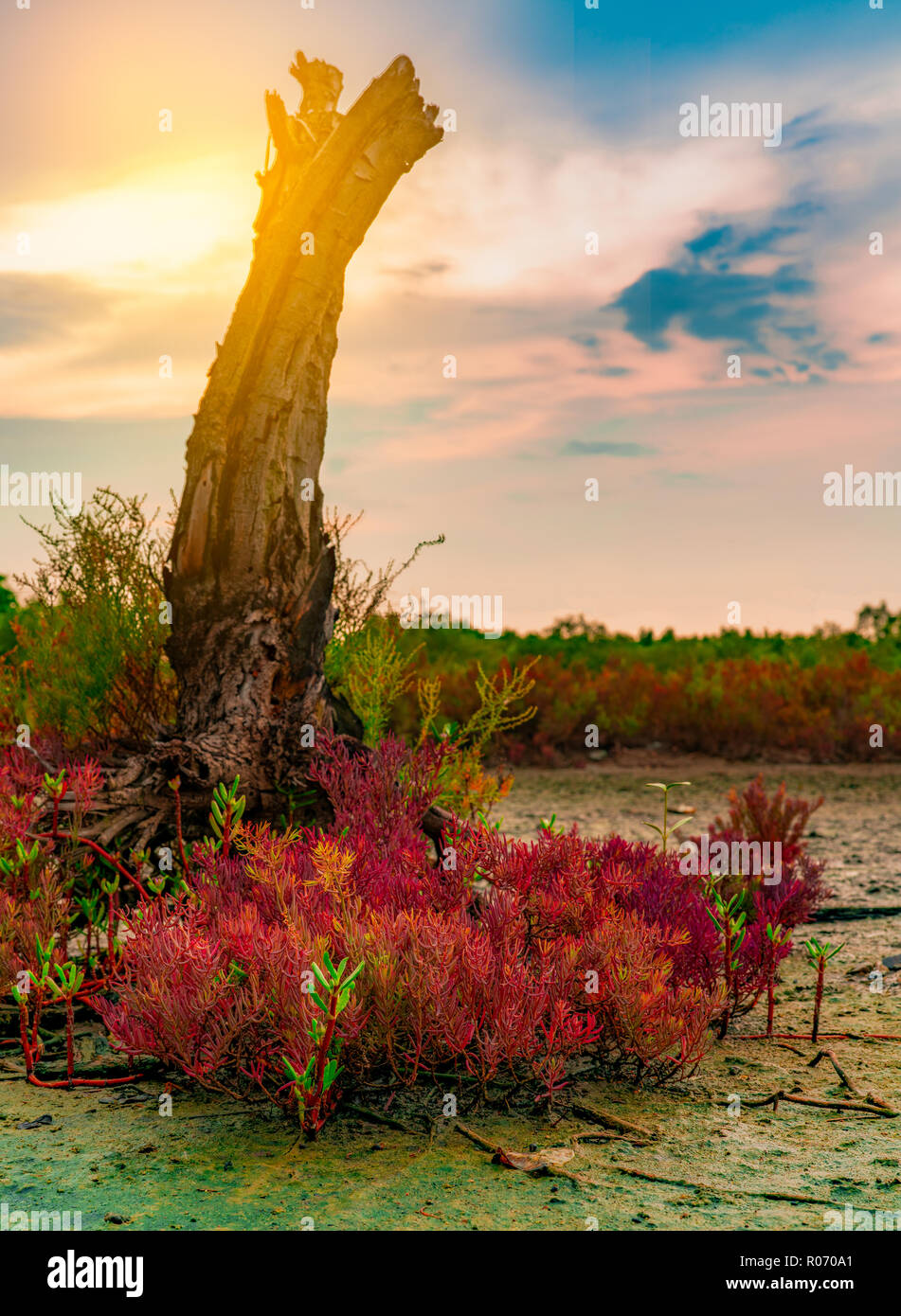 Seablite (Sueda maritima) growth in acid soil. Acid soil indicator plants. Red Seablite grow near dead tree on blurred background of mangrove forest,  Stock Photo