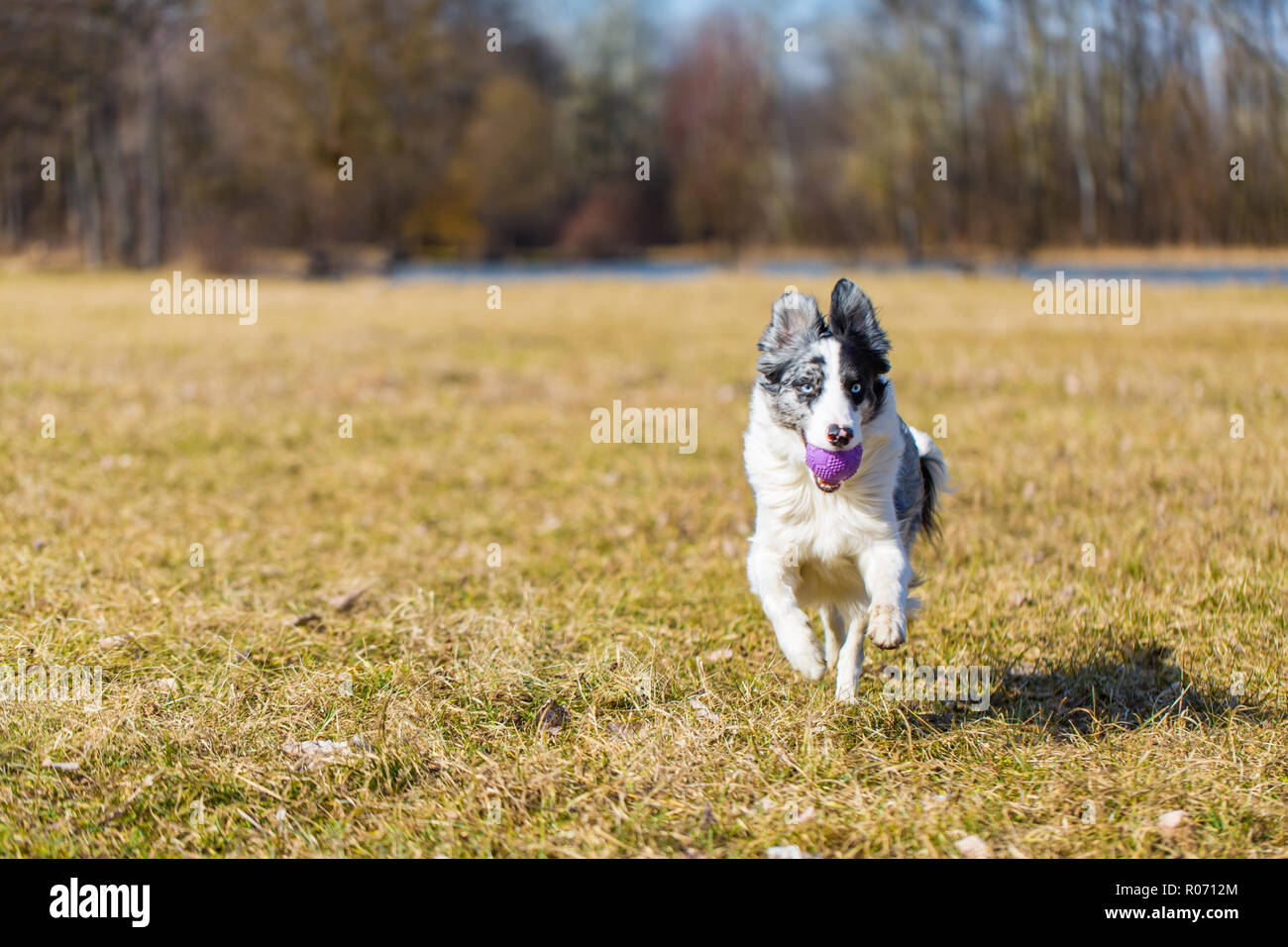Border Collie playing outdoors, meadow field. Dog sport image Stock