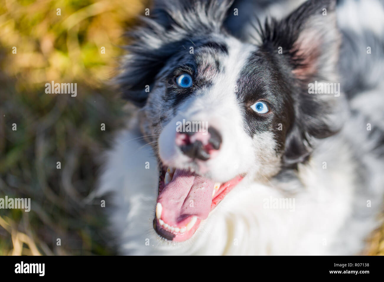 Border collie with blue eyes hi-res stock photography and images - Alamy