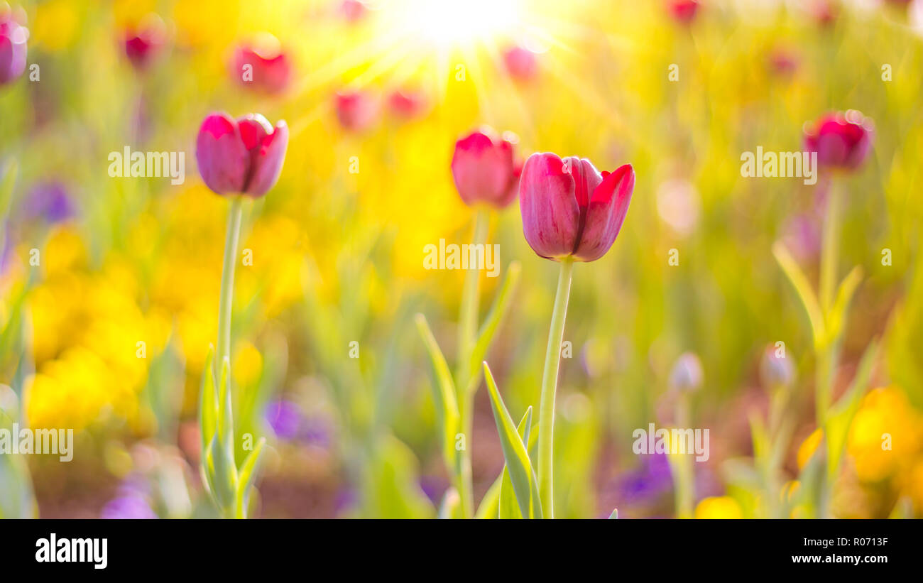 Summer nature view of a beautiful tulips with colorful meadow. Natural spring summer scene under sunlight. Natural green plants landscape Stock Photo