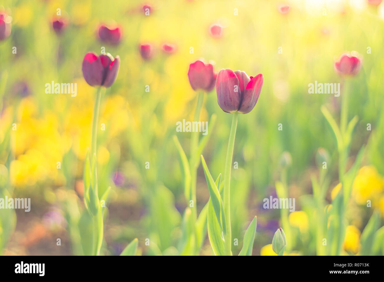 Summer Closeup Flowers And Meadow Bright Landscape Inspirational