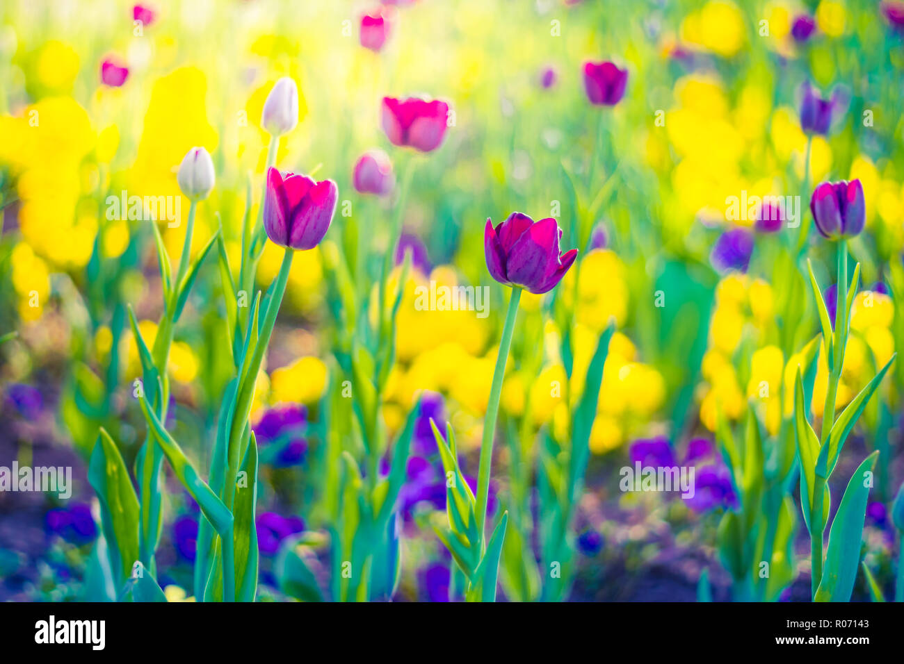 Summer Closeup Flowers And Meadow Bright Landscape Inspirational