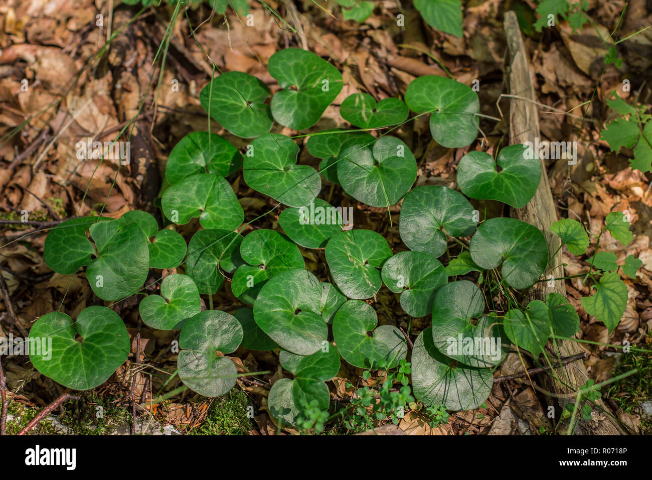 Dark green leaves of the asarabacca - latine name Asarum europaeum in the beech forest on the Tara mountain in Serbia Stock Photo