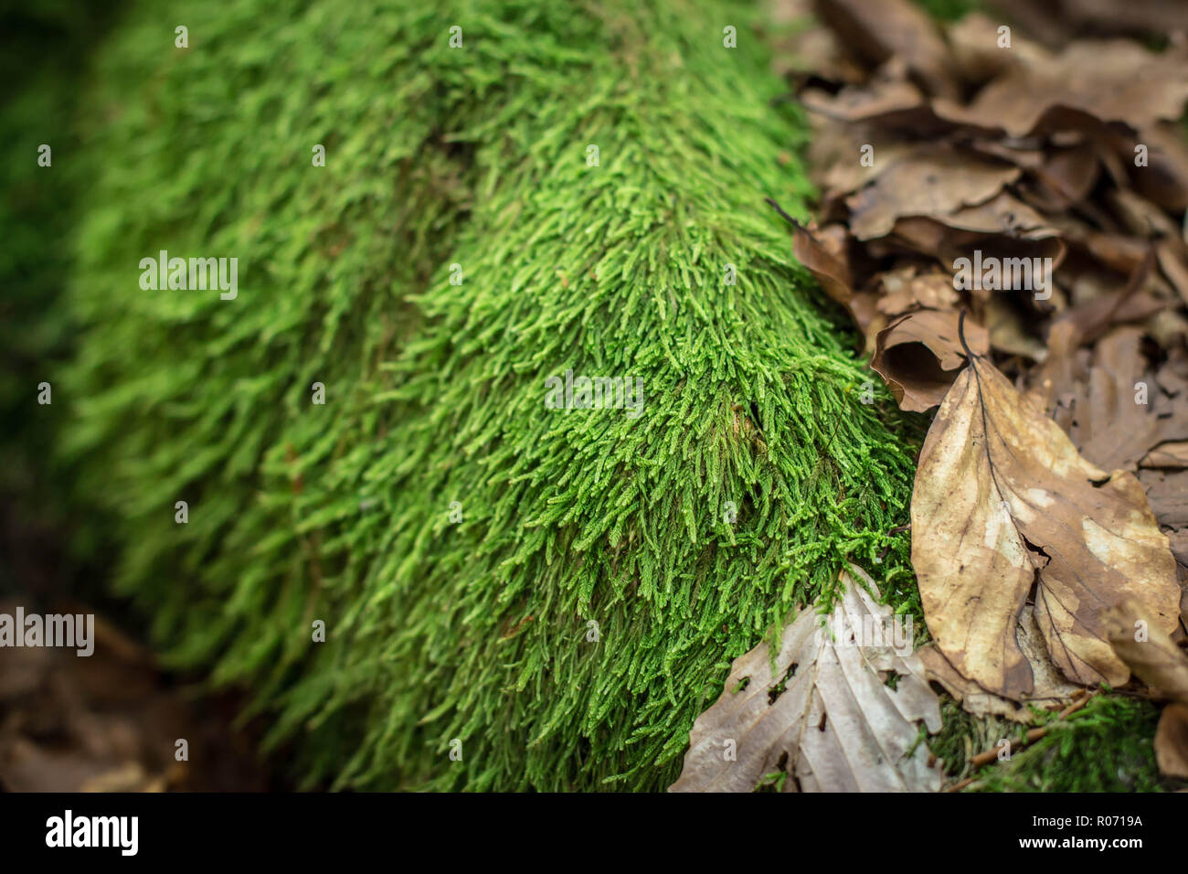 Moss Hypnum andoi on the rock in the beech forest on the Tara mountain in Serbia Stock Photo