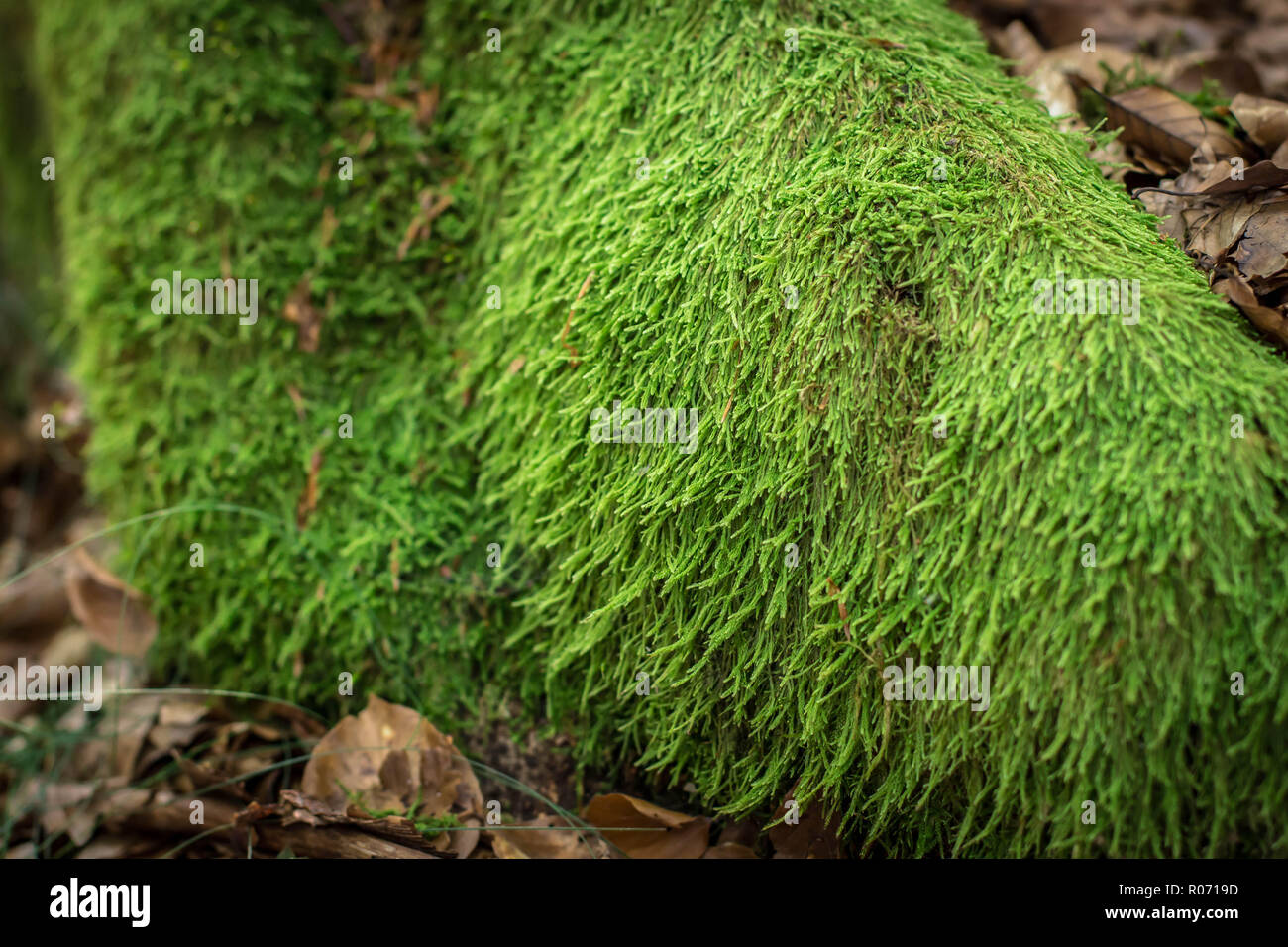 Moss Hypnum andoi on the rock in the beech forest on the Tara mountain in Serbia Stock Photo