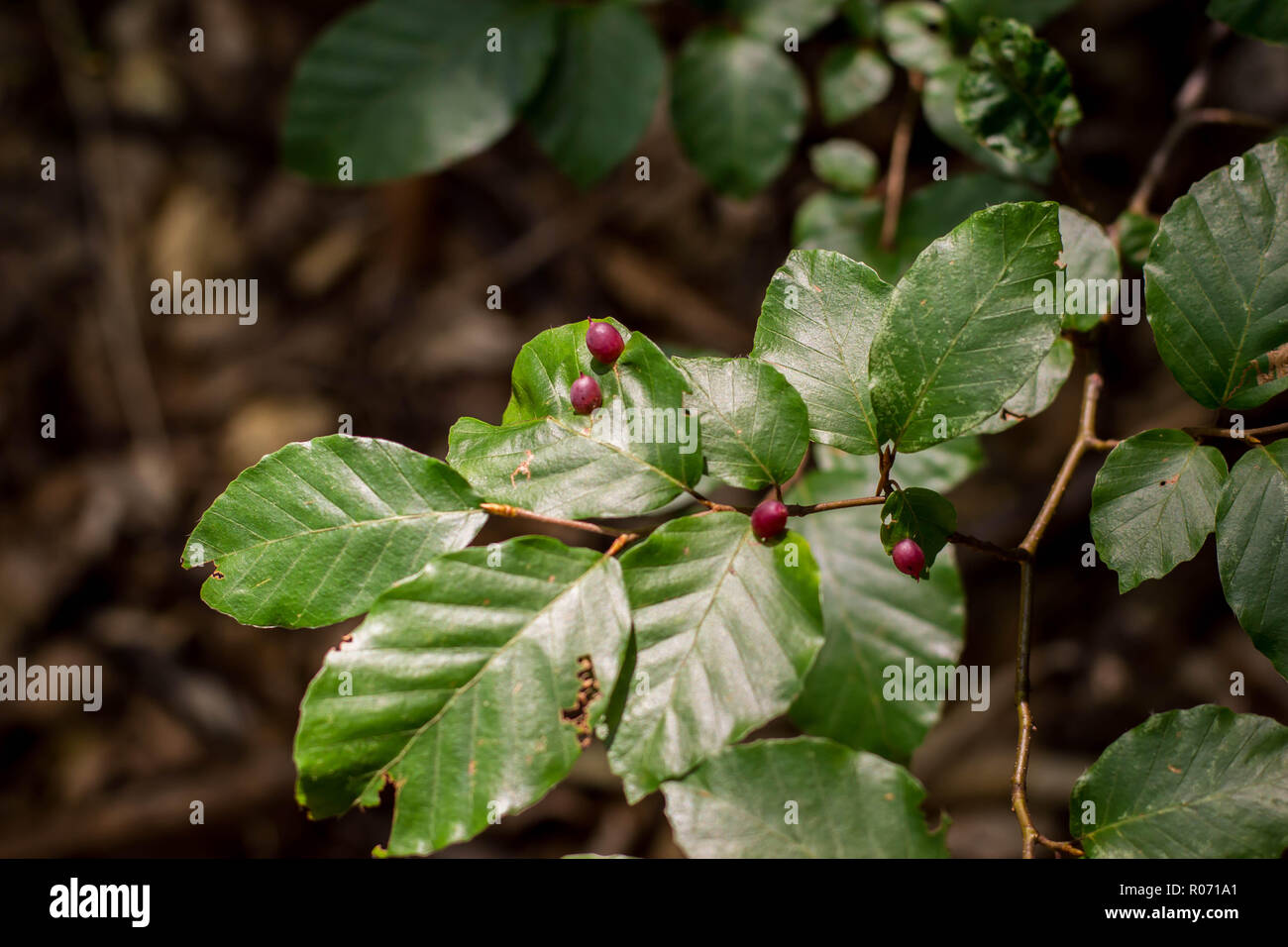 Mikiola fagi galls on the beech leaf on the Tara mountain in Serbia Stock Photo