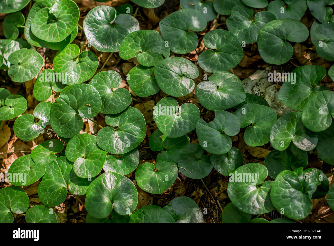 Dark green leaves of the asarabacca - latine name Asarum europaeum in the beech forest on the Tara mountain in Serbia Stock Photo