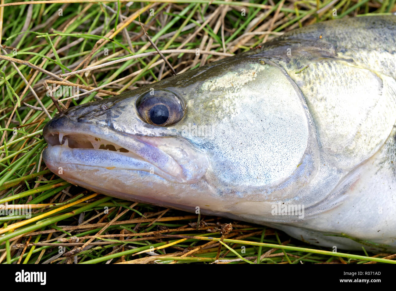 Head fresh fish pike-perch common, closeup.Beautiful and powerful river predator Stock Photo