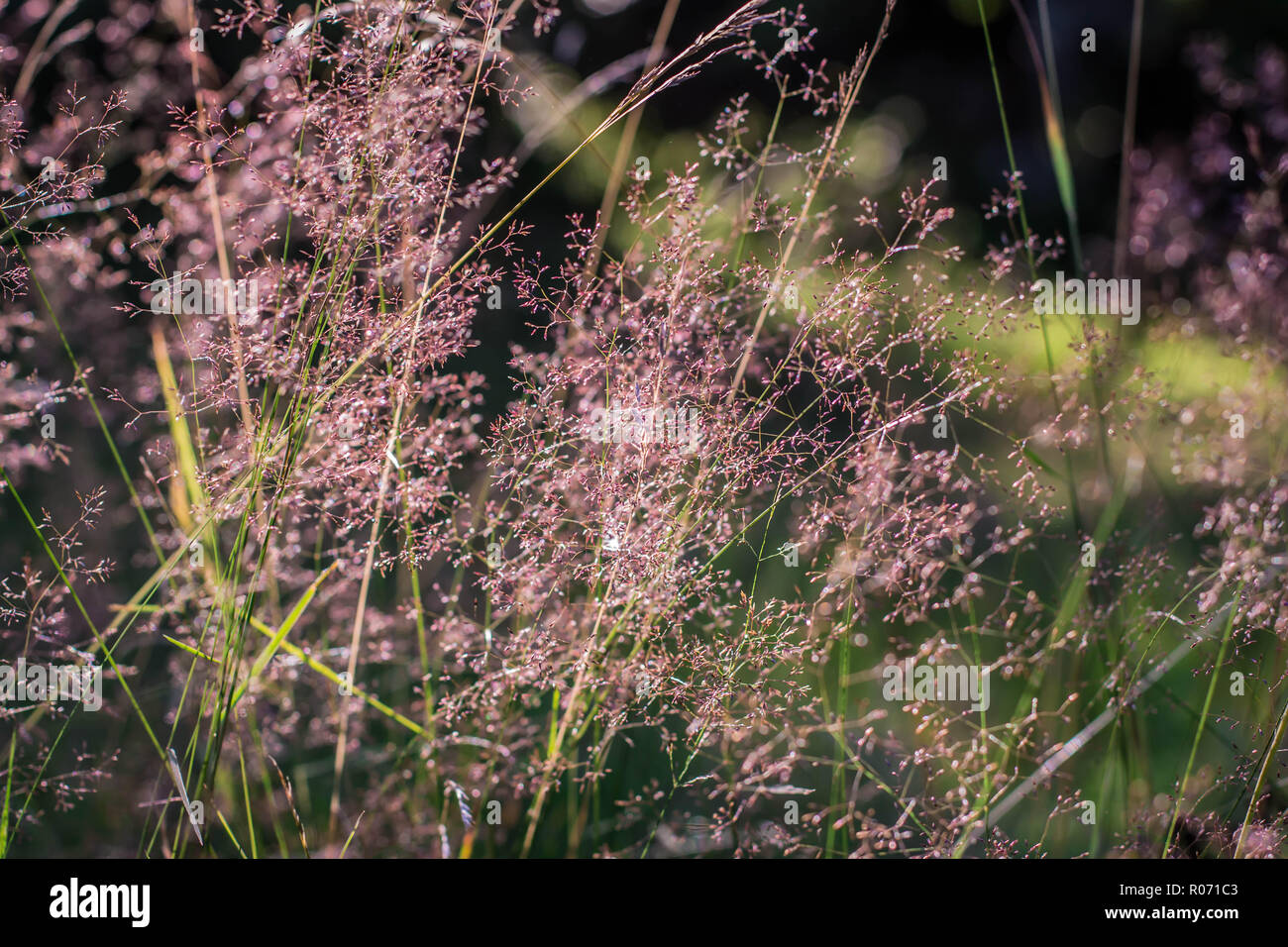 Grass spikes of grass Agrostis in National park Tara in western Serbia Stock Photo
