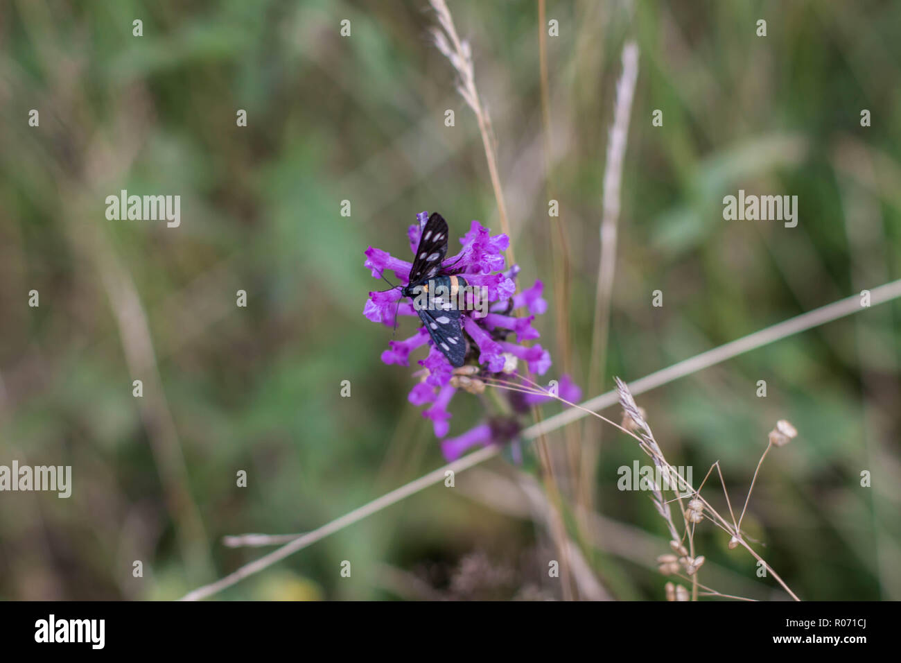 Single nine-spotted moth, latin name Amata phegea on the Stachys officinalis Stock Photo