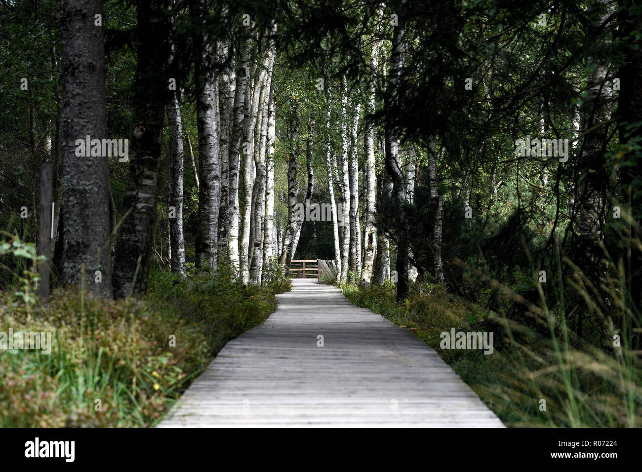Birch path in the national park Stock Photo