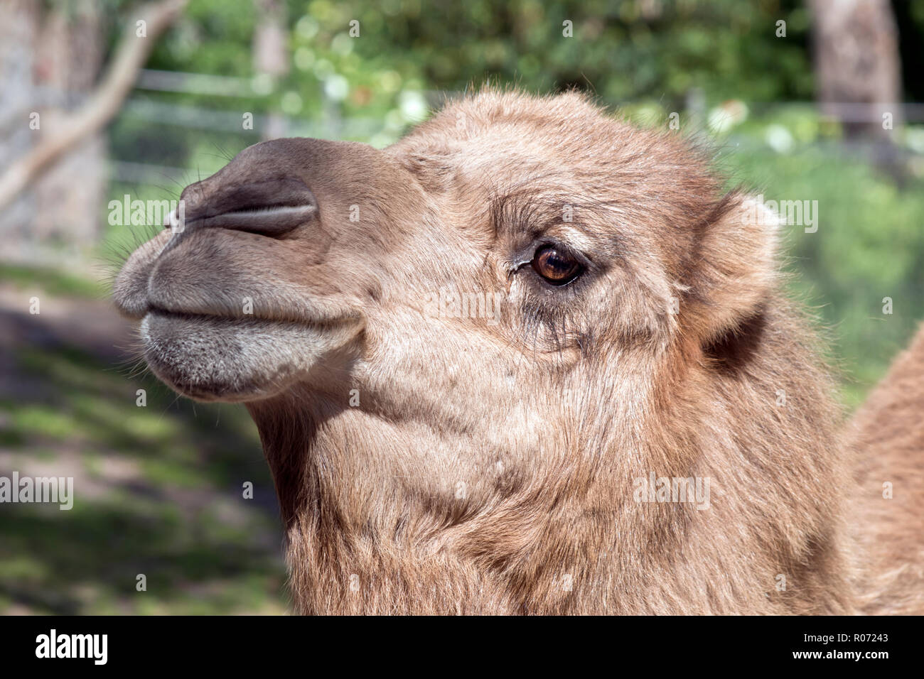 Camel hair hires stock photography and images Alamy
