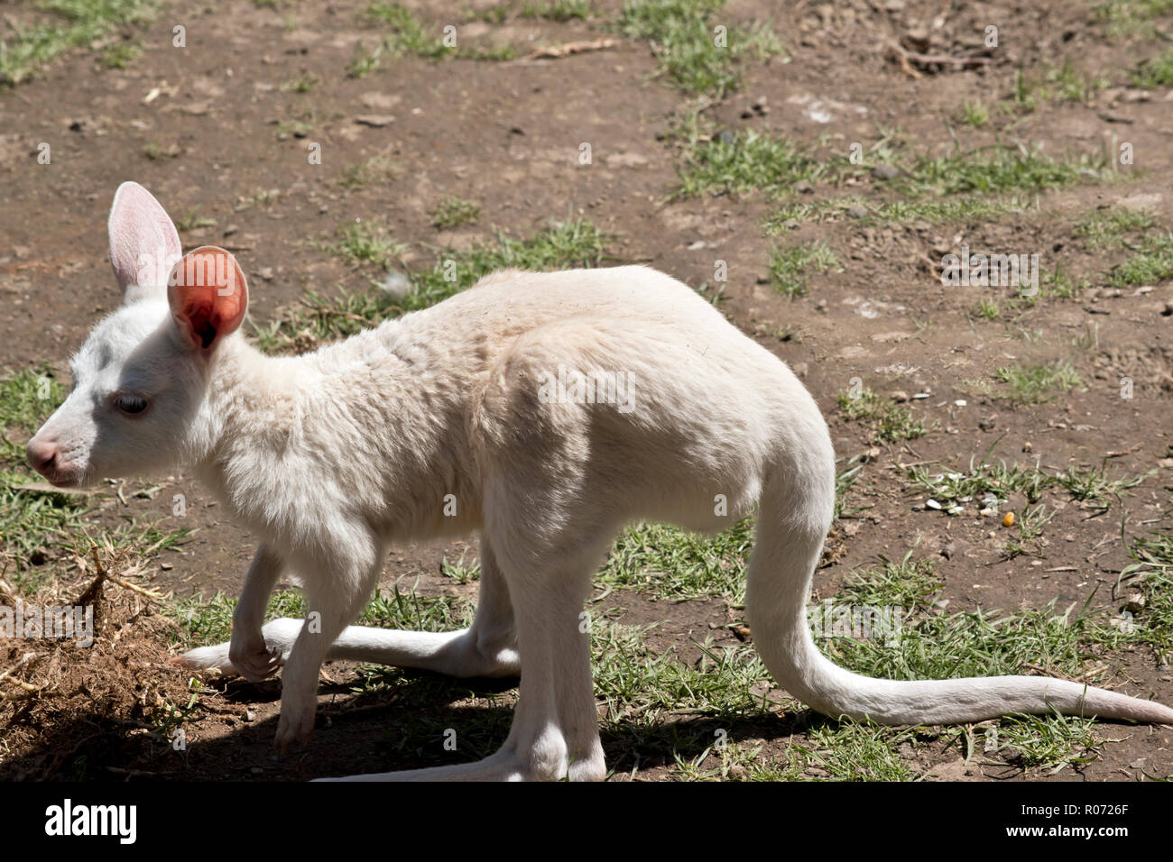 this is a side view of an albino kangaroo joey Stock Photo - Alamy