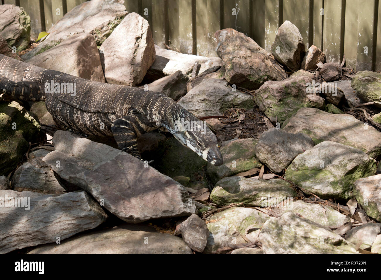 Monitor Lizard Climbing Rocks the lace monitor lizard is walking among the rocks Stock Photo - Alamy