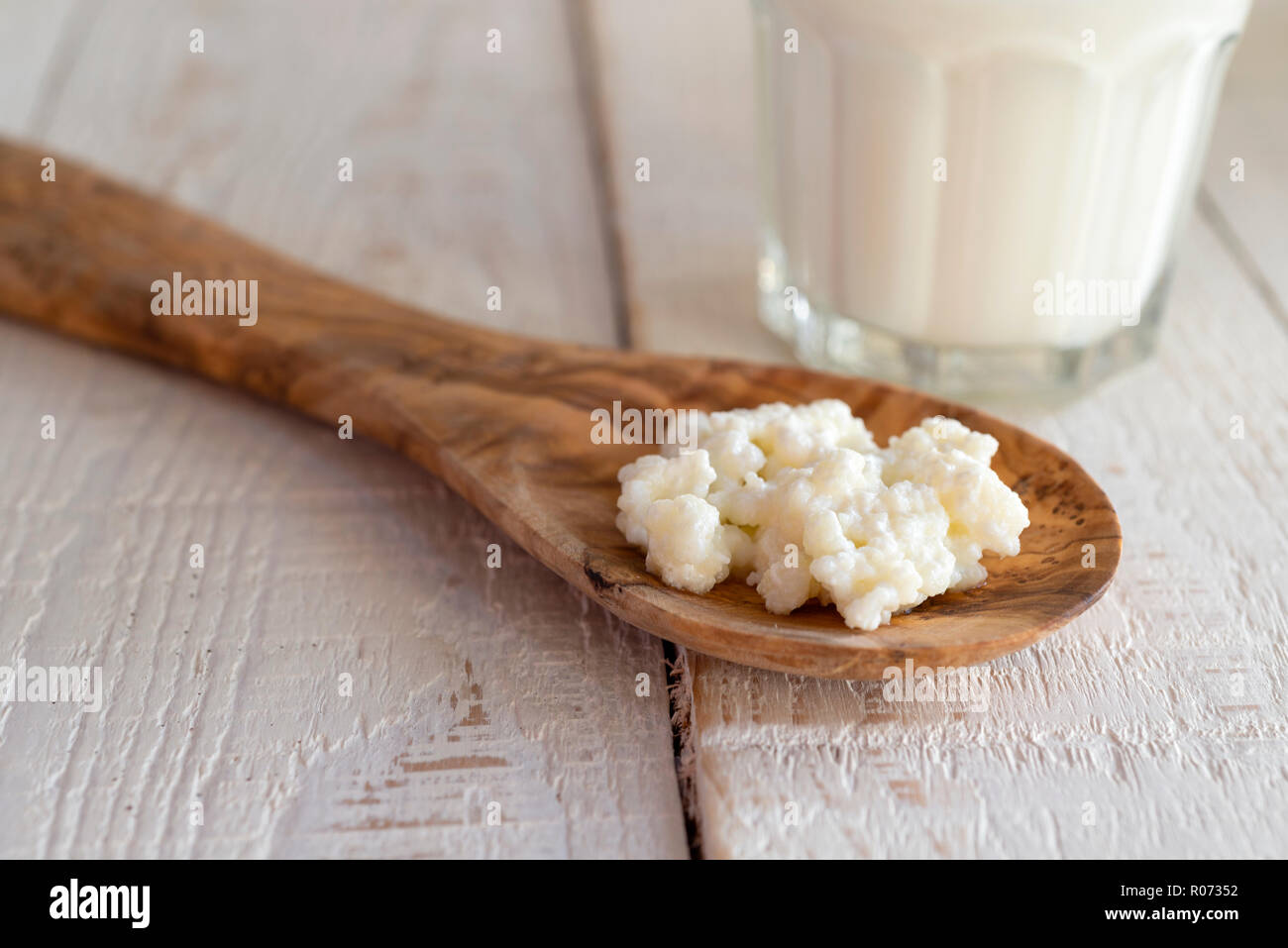 Close up of milk kefir grains, used to make a fermented milk kefir drink. Stock Photo