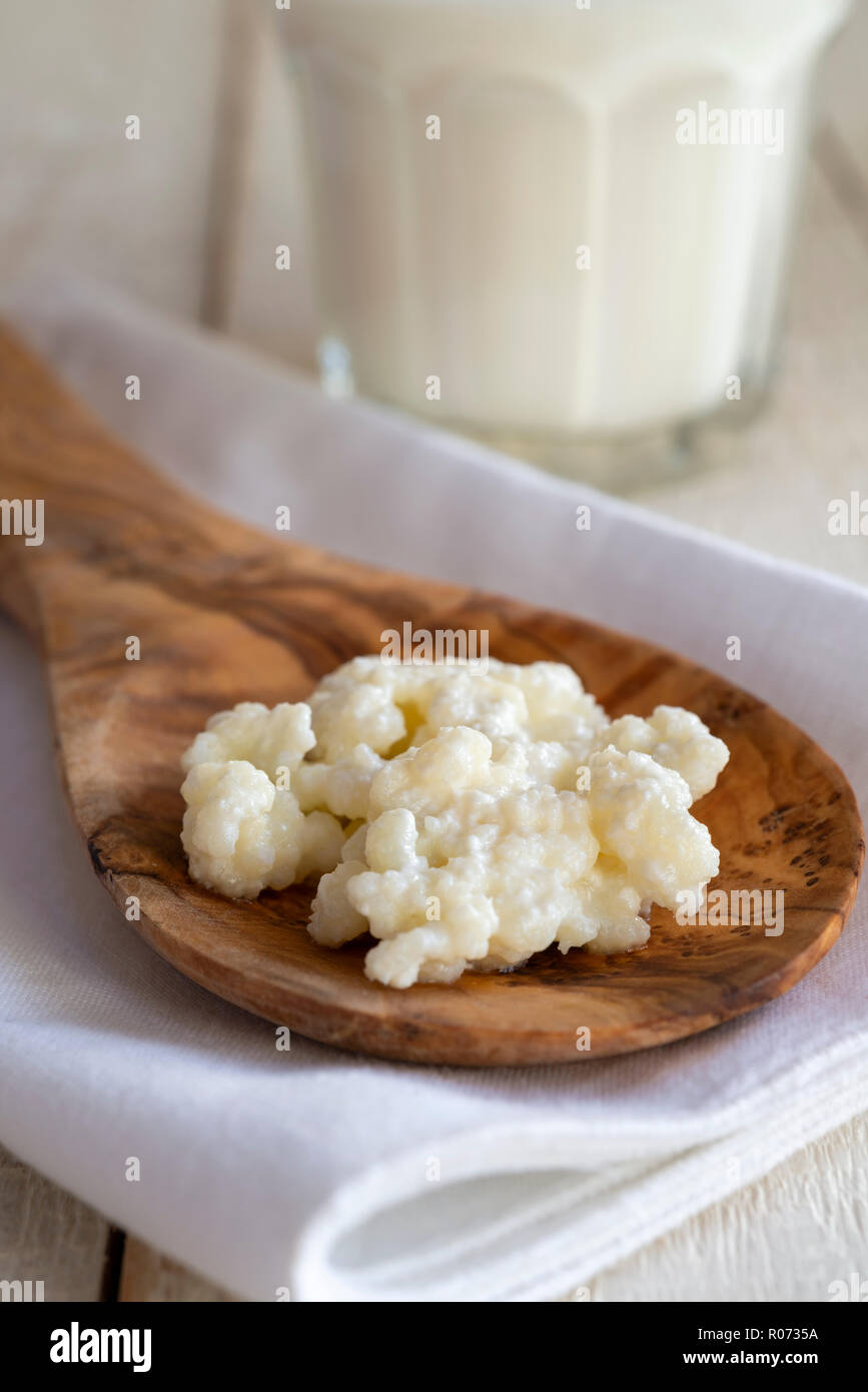 Close up of milk kefir grains, used to make a fermented milk kefir drink. Stock Photo