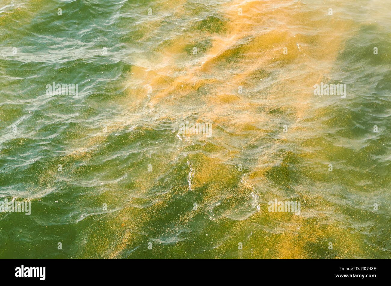 blooming ponds, green and yellow algae in the sea Stock Photo Alamy