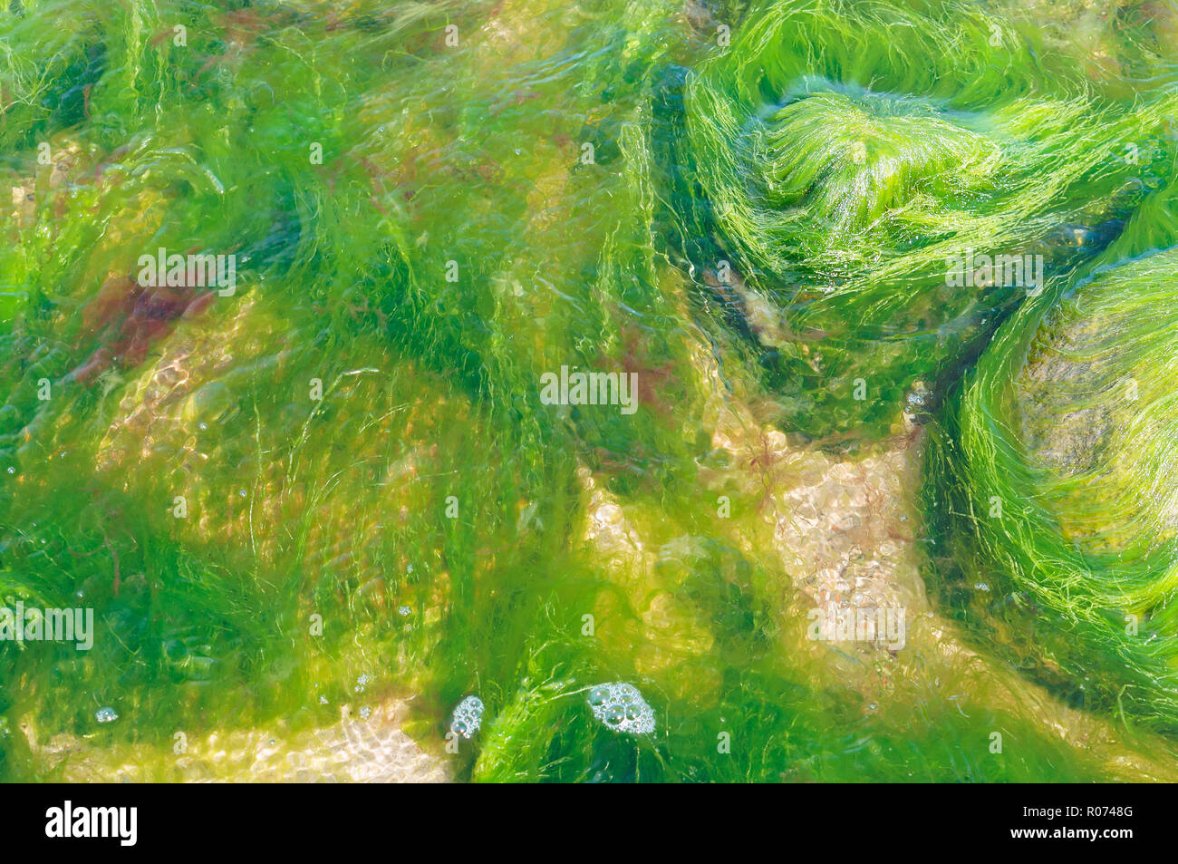 blooming ponds, green and yellow algae in the sea Stock Photo