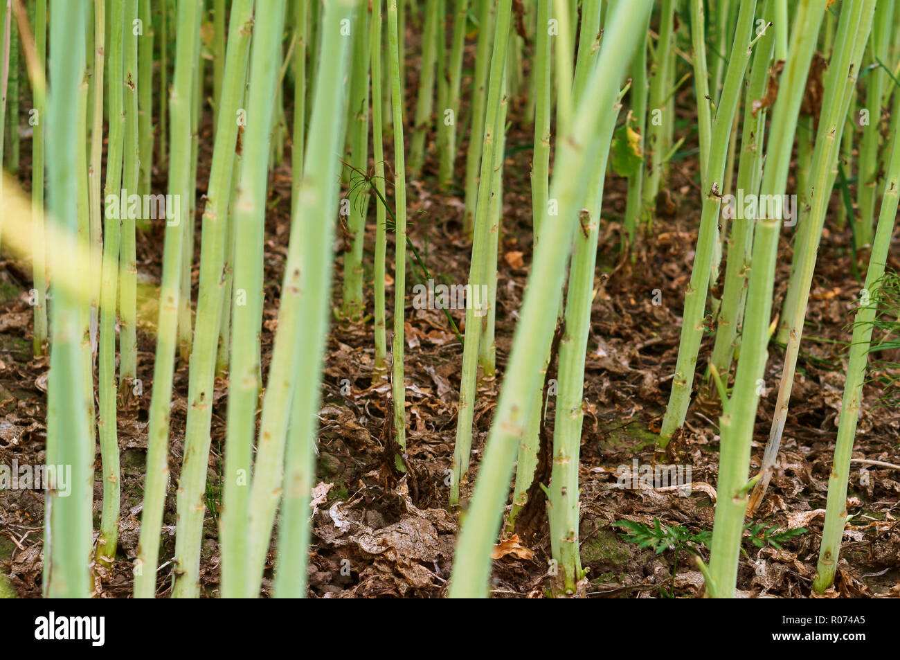 Growing Rapeseed the stems of the plant rapeseed, canola growing in the ground, the ...