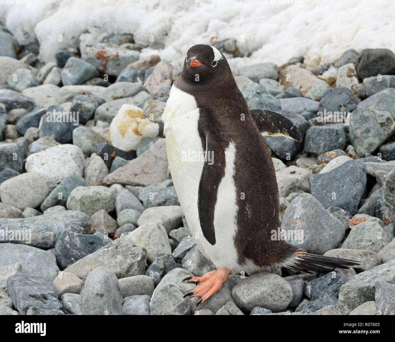 Gentoo Penguin standing on stoney beach on Antarctic Peninsula Stock Photo