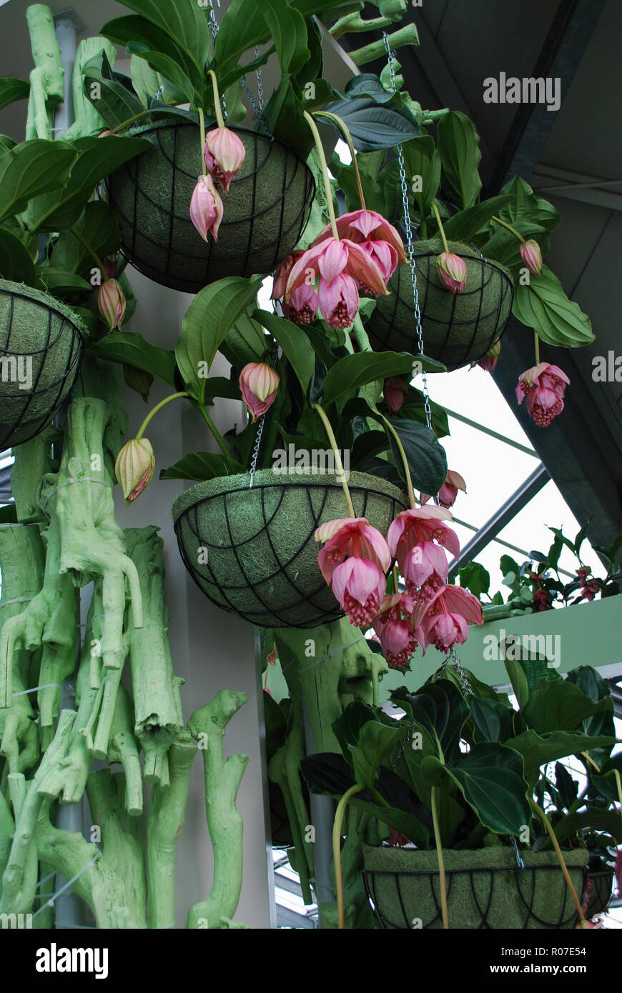 Medinilla magnifica, the showy medinilla or rose grape is a species of  flowering plant in the family Melastomataceae, native to the Philippines  Stock Photo - Alamy