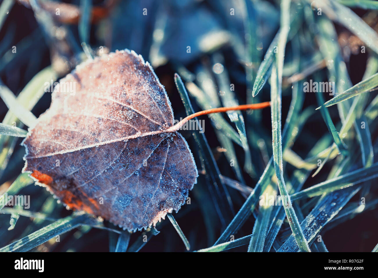 Autumn leaf in hoarfrost in rays of morning sun Stock Photo