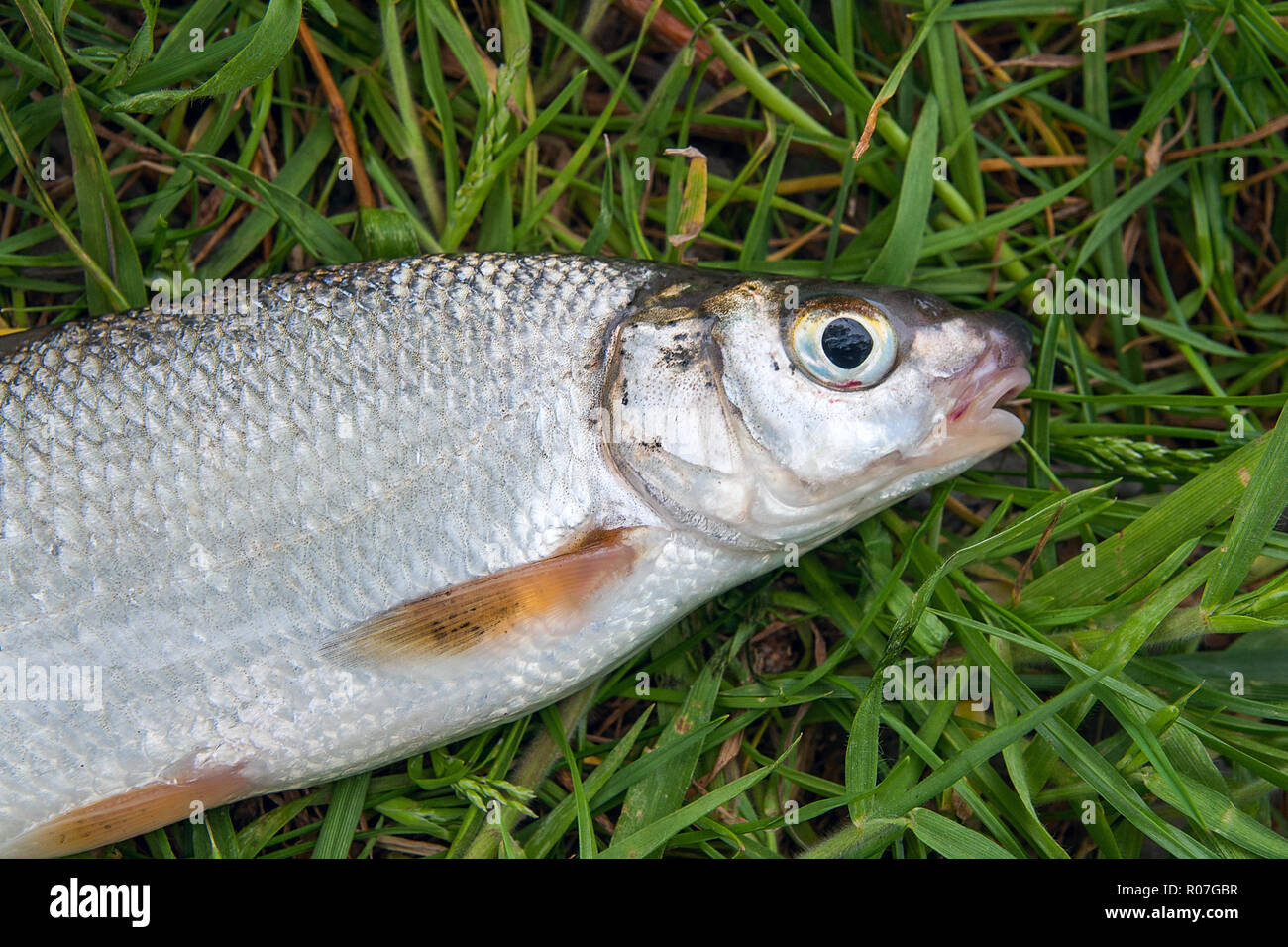 Close up view of just taken from the water freshwater common nase fish known as European potamodromous cyprinid fish on green grass. Stock Photo