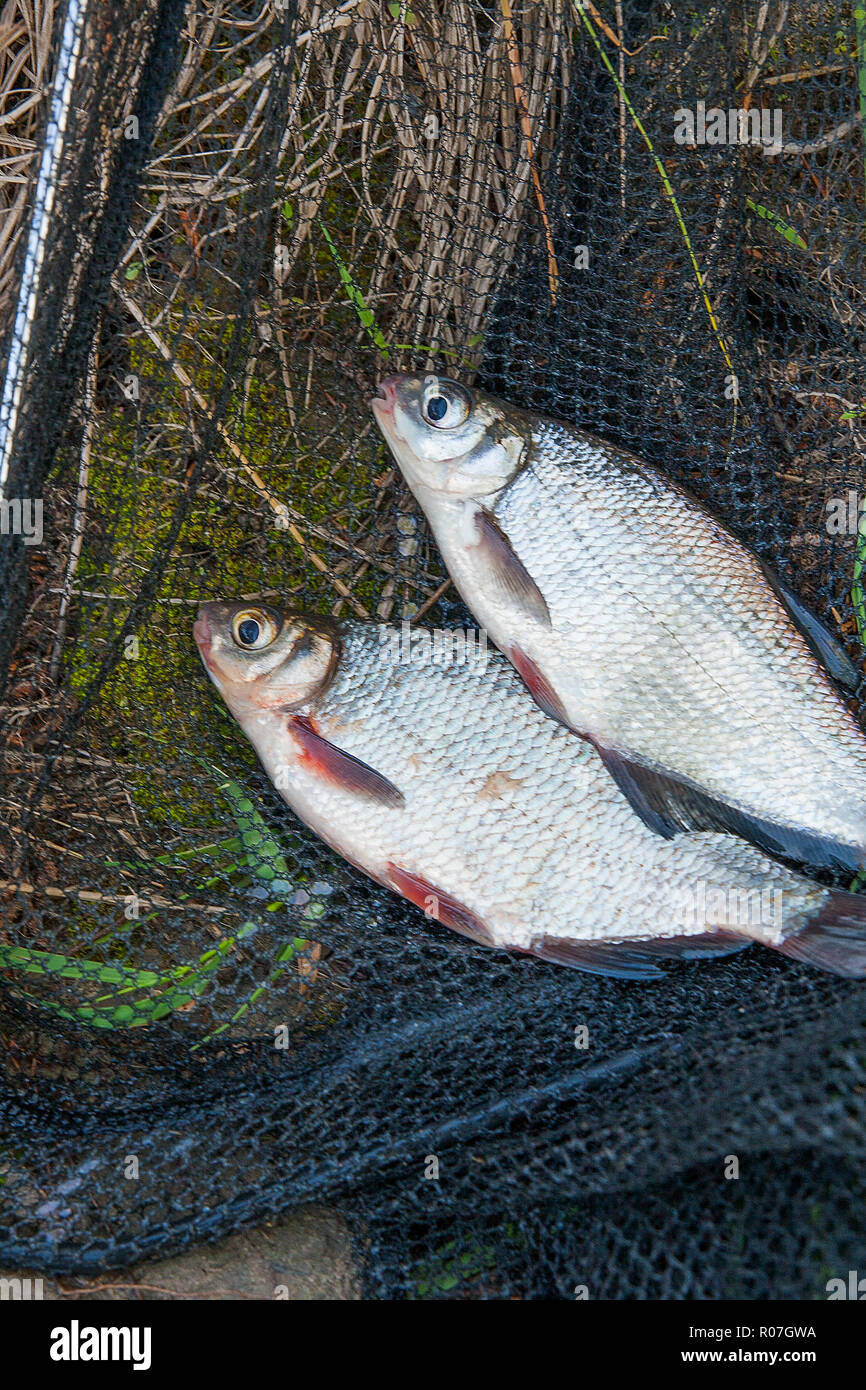 Just taken from the water freshwater white bream or silver fish known as blicca bjoerkna and white-eye bream species of the family Cyprinidae on green Stock Photo
