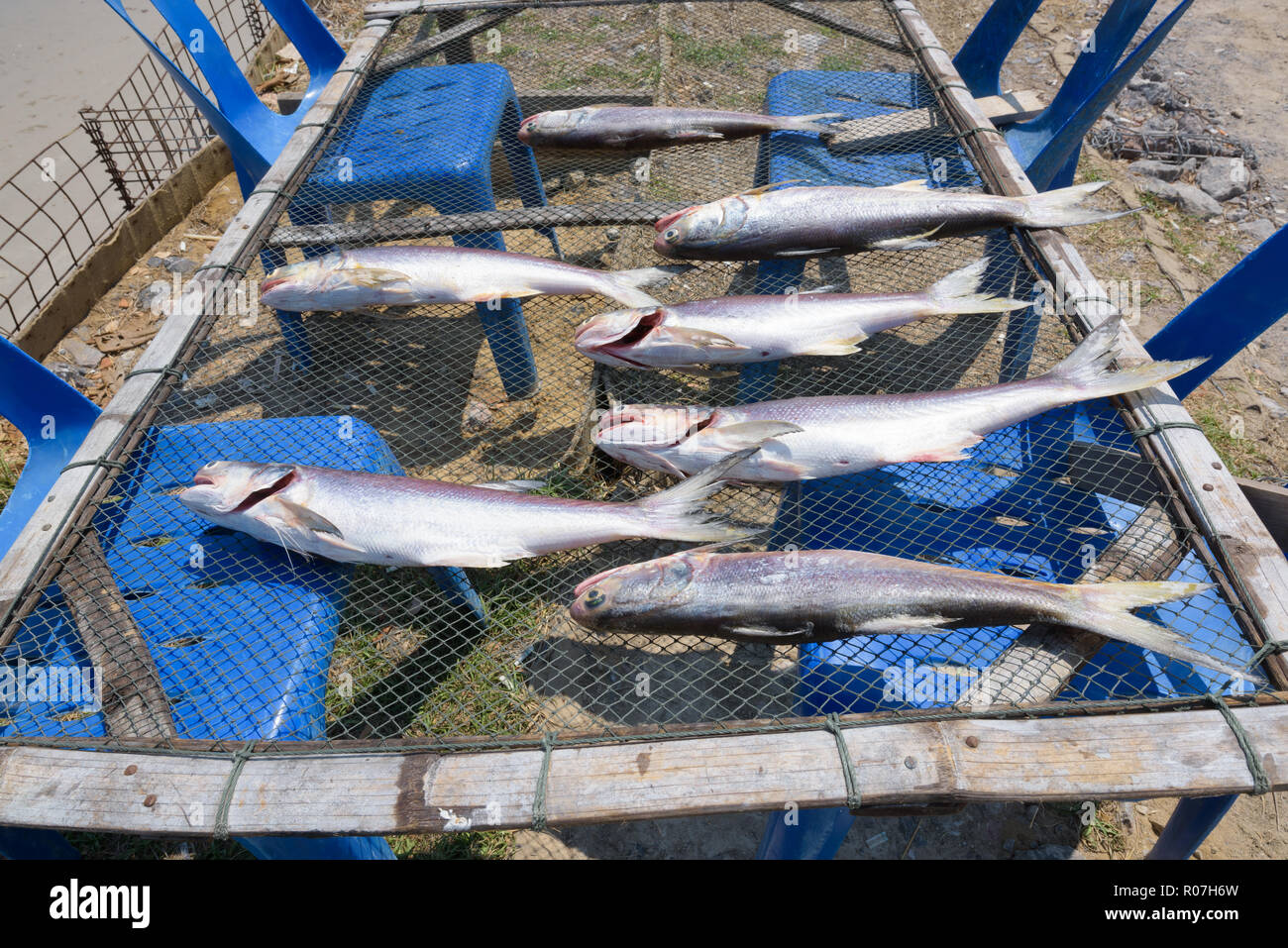 Freshly caught fishes lay down on the net to dry under the sun f Stock Photo