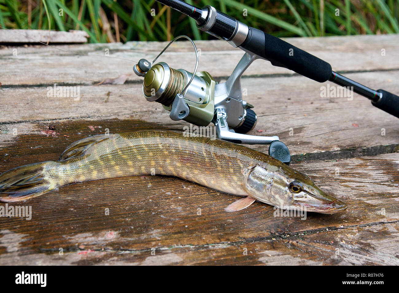 https://c8.alamy.com/comp/R07H76/freshwater-northern-pike-fish-know-as-esox-lucius-and-fishing-rod-with-reel-lying-on-vintage-wooden-background-fishing-concept-good-catch-big-fres-R07H76.jpg