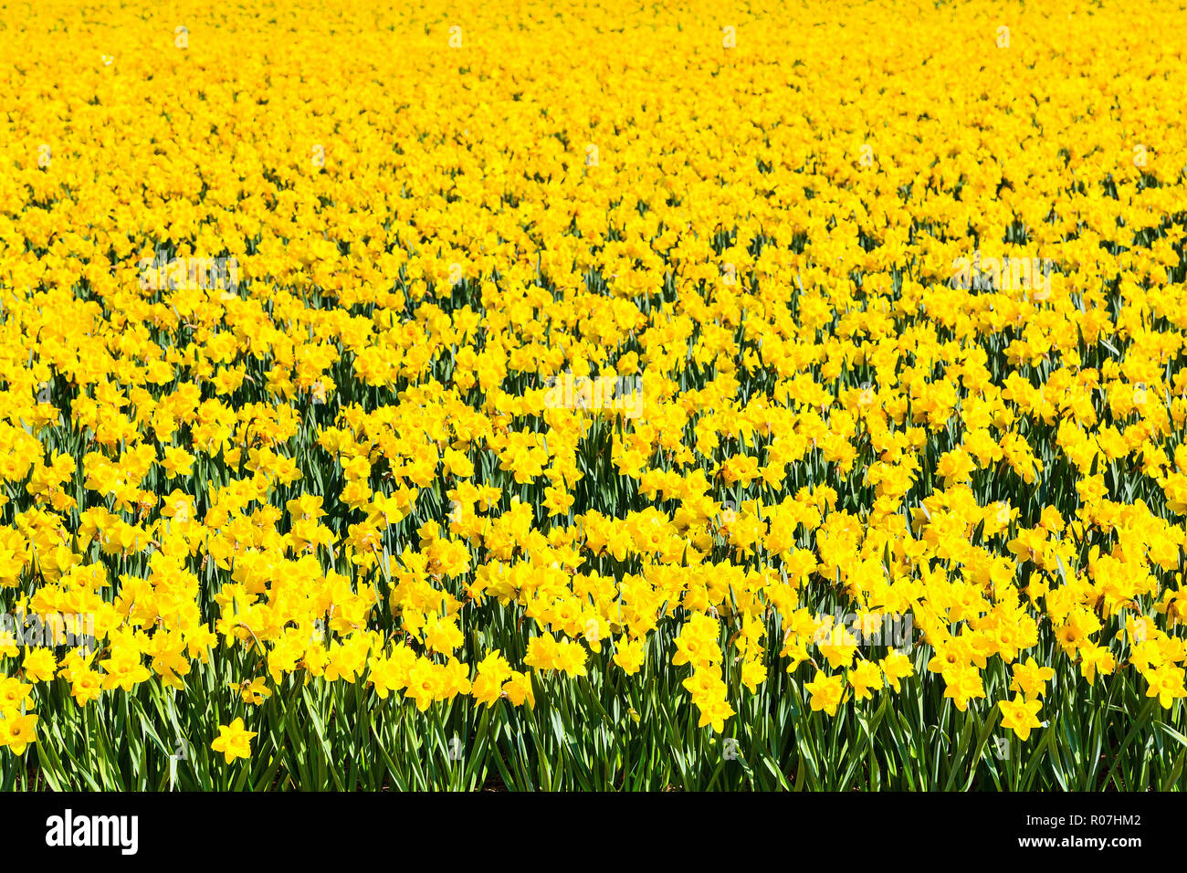 texture daffodil high resolution stock photography and images alamy https www alamy com field of yellow daffodil flowers blooming in spring panoramic background texture image223902338 html