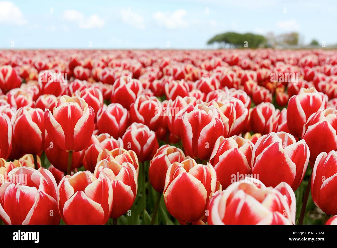 Close-up of a field of red and white tulips in The Netherlands under a blue sky with clouds in spring Stock Photo