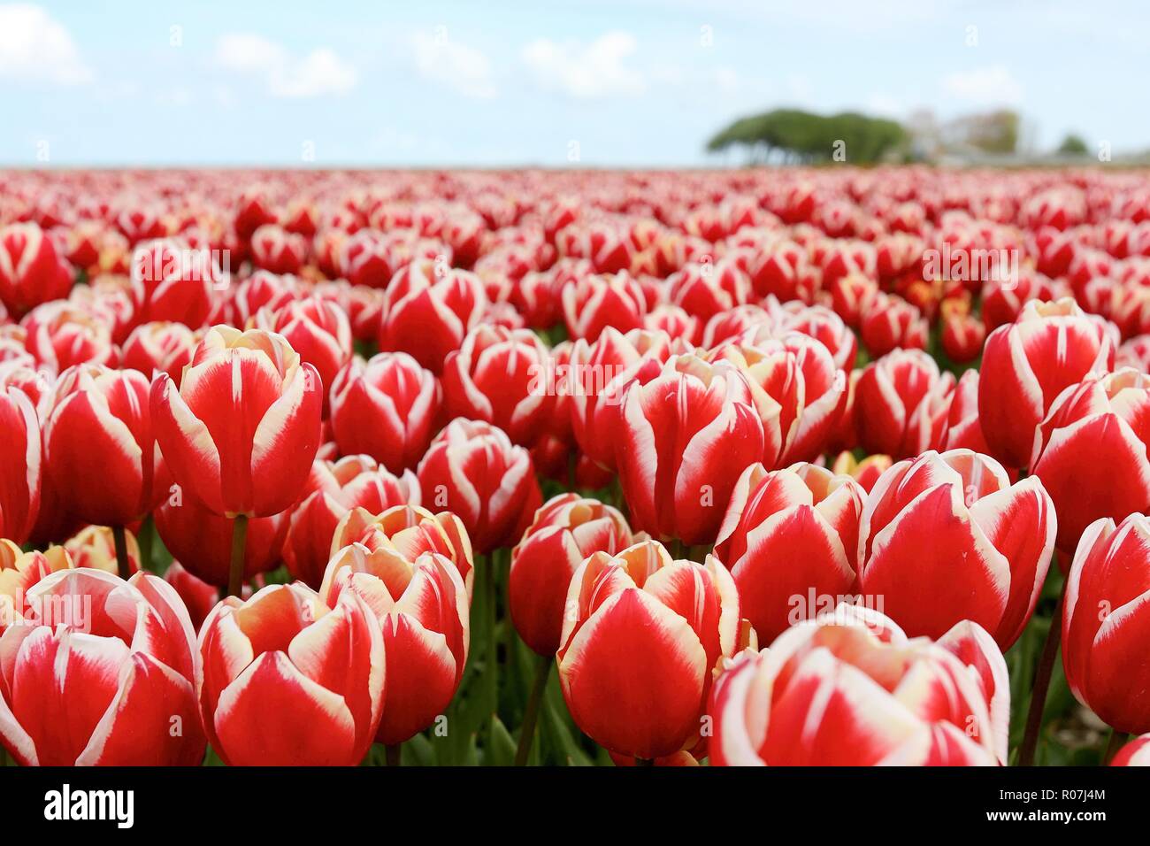 Close-up of a field of red and white tulips in The Netherlands under a ...