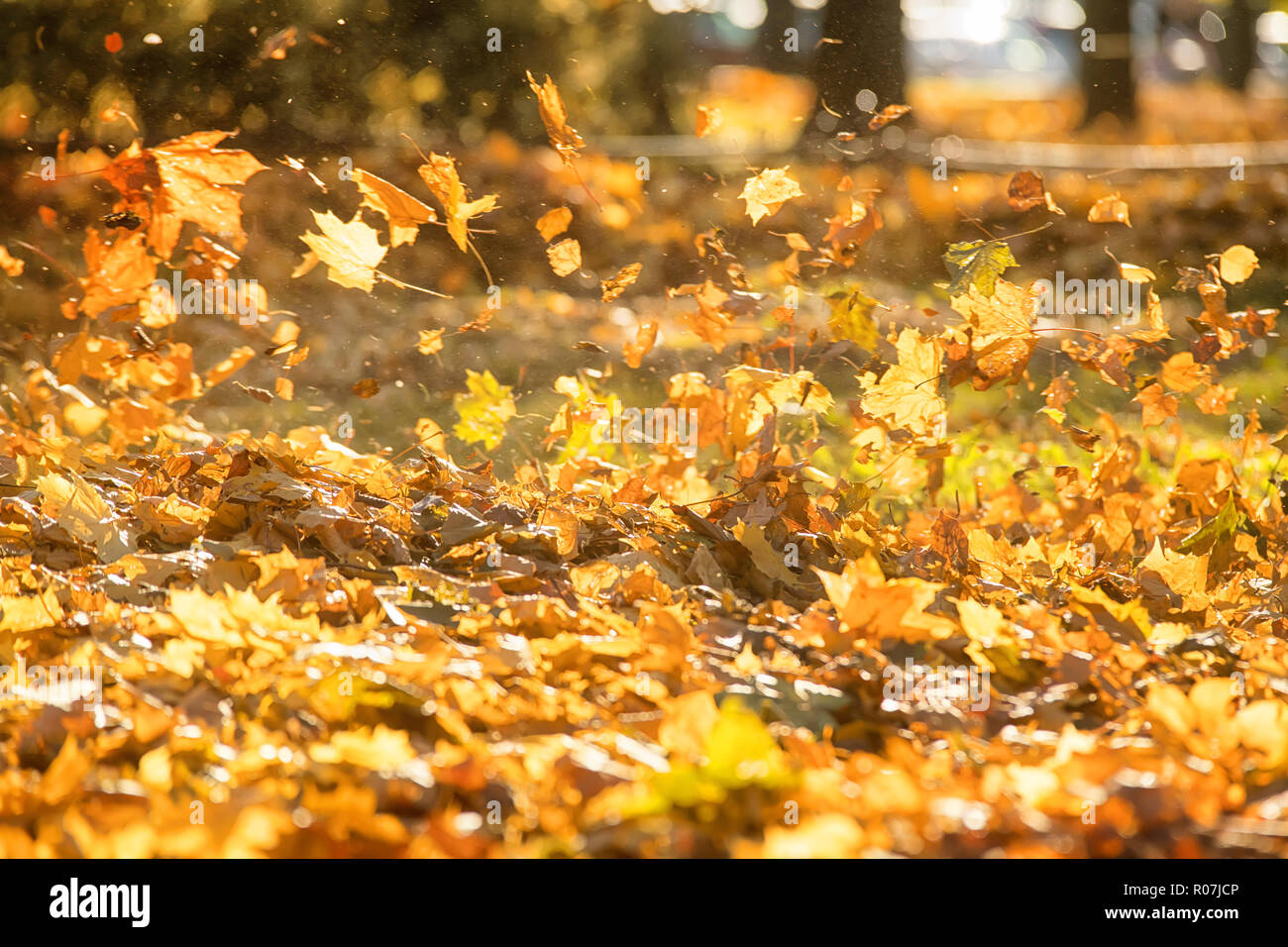 Flying yellow autumn leaves on the wind Stock Photo Alamy