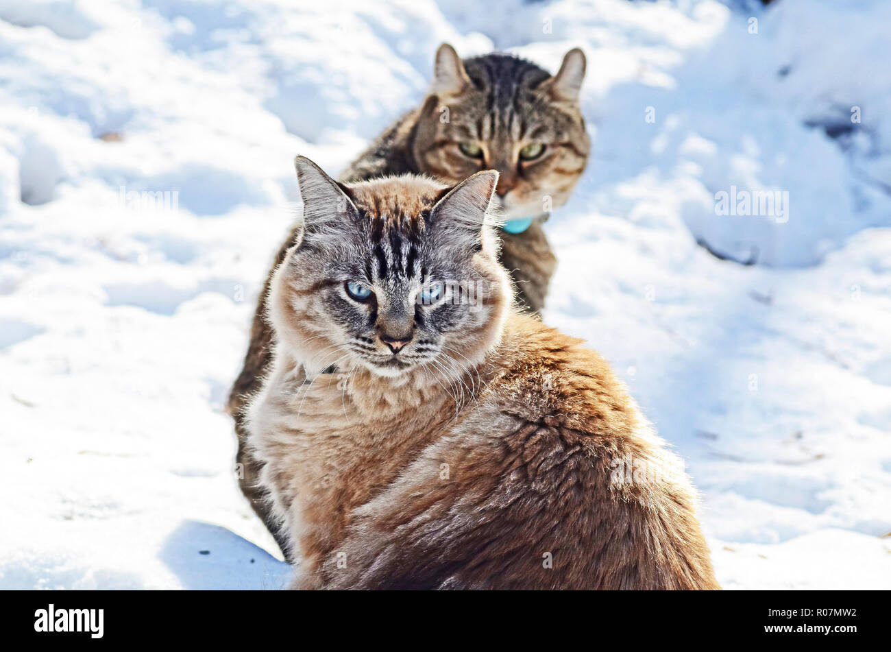 Two Cats in the snow,a  Highland Lynx and a Siamese Balinese mix. Stock Photo