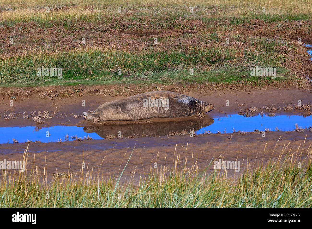 Grey Seal at Donna Nook at birthing time on the Lincolnshire Coast UK Stock Photo