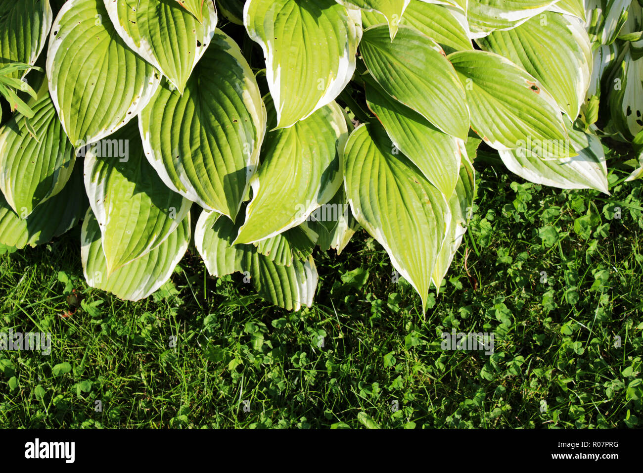 Green bush Hosta. Hosta leaves in the autumn. Nature background image beautiful Hosta leaves. Hosta - an ornamental plant for landscaping park and gar Stock Photo