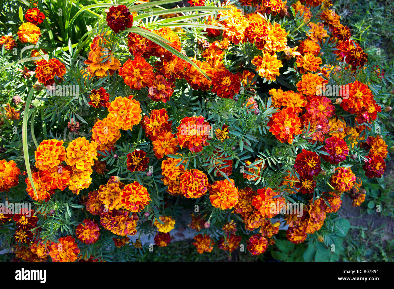 several orange marigolds Tagetes growing in a dacha, some grades. Part of landscape design. Leningrad region Stock Photo