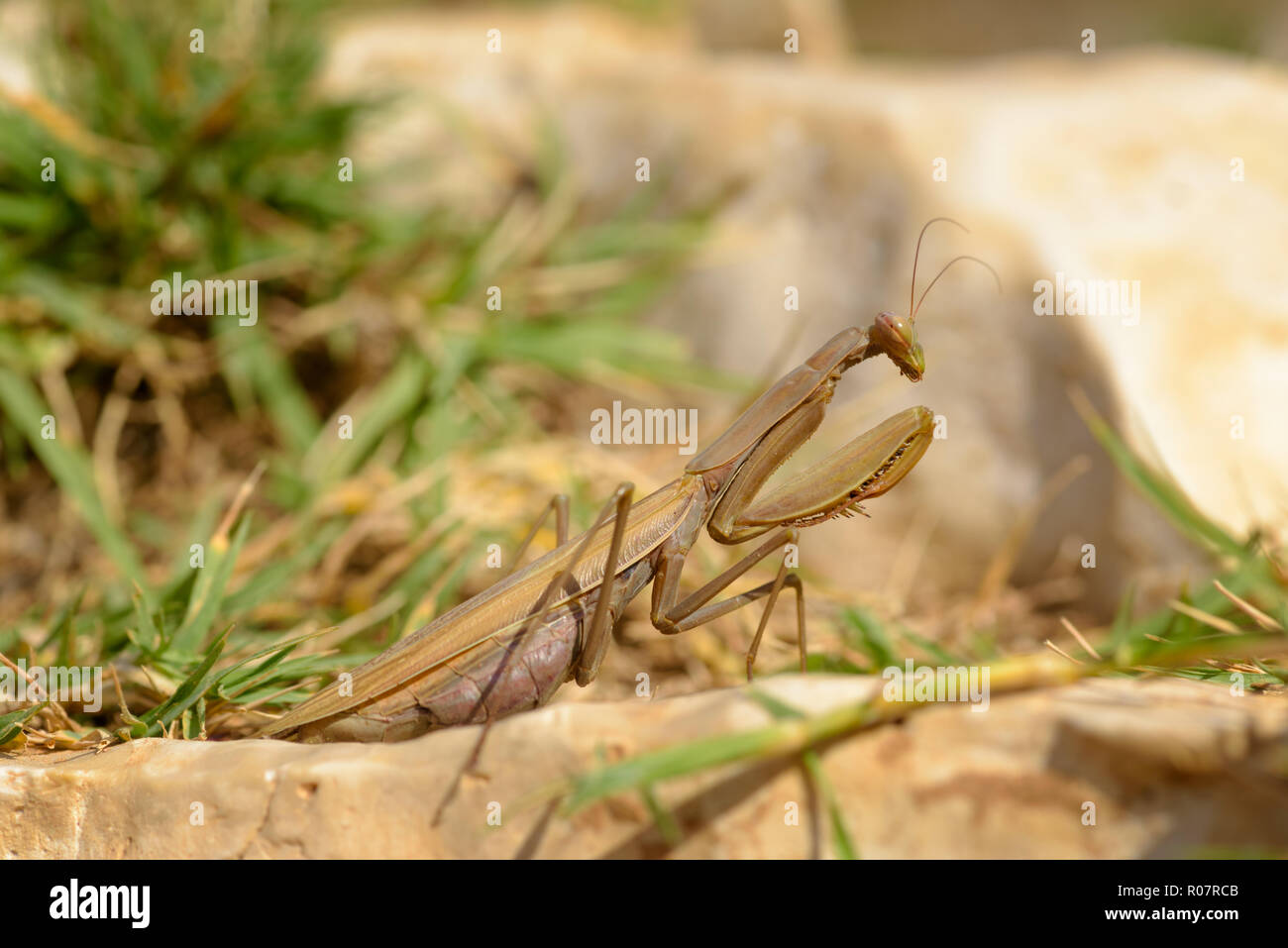 The European mantis, praying mantis or Mantis religiosa is a large hemimetabolic insect in the family of the Mantidae (mantids), which is the largest  Stock Photo