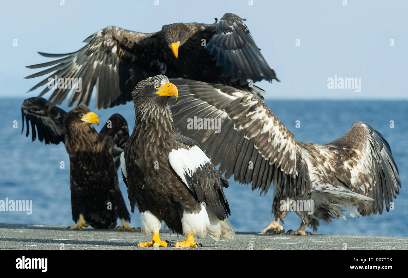 Steller's sea eagles. Blue sky and ocean background. Scientific name: Haliaeetus pelagicus. Natural Habitat. Winter Season. Stock Photo